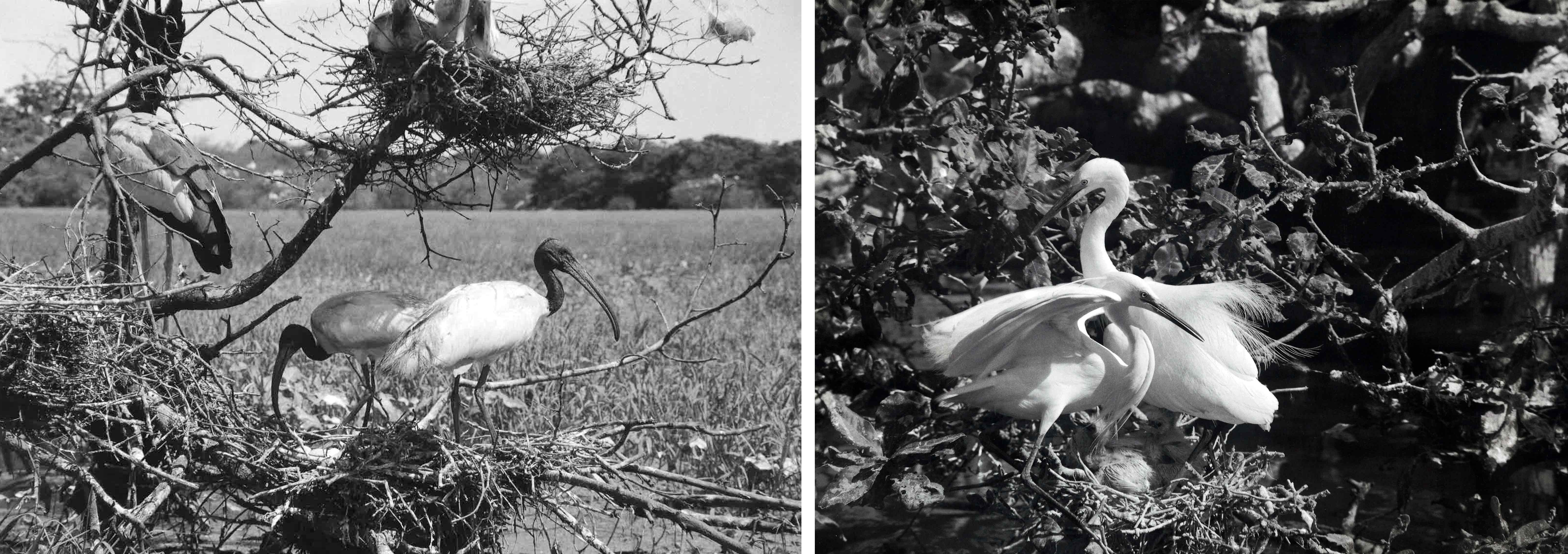 loke wan tho White Ibis and Little Egrets